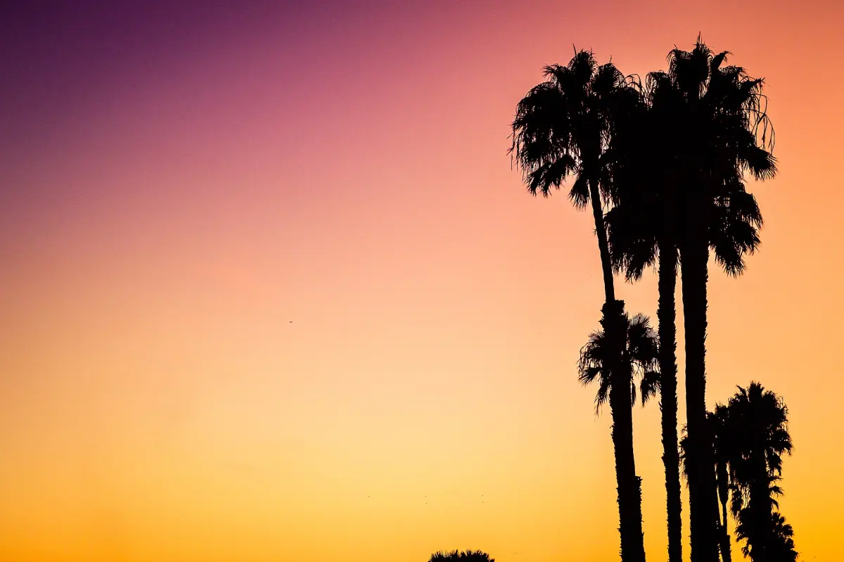 Palm trees silhouetted against a pink and orange Venice Beach sunset